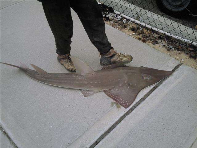 shovelnose shark